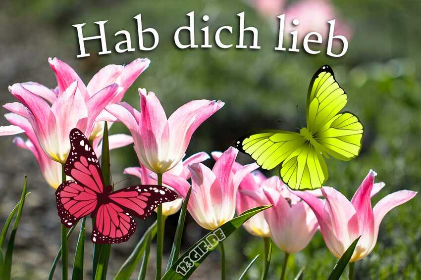 Hab Dich Lieb Bilder Kostenlos Herunterladen Kostenlose Hab Dich Lieb Grüße, Gifs und Cliparts - Jetzt herunterladen