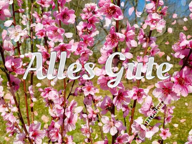 Alles Gute