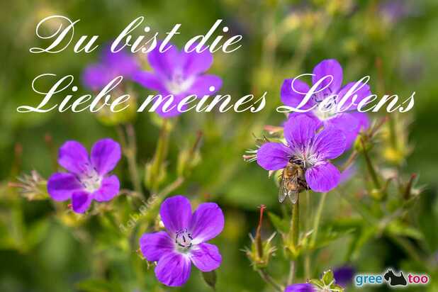 Du bist die Liebe meines Lebens